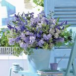 kwiaty na balkon latem