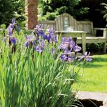 Kwiaty w ogrodzie. Ogród zadumany