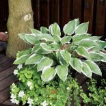 Kwiaty w ogrodzie. Ogród zadumany