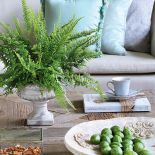 Kwiaty doniczkowe domowe - co wybrać?