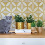 Kwiaty doniczkowe domowe - co wybrać?