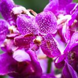 Kwiaty na balkon - fuksje. Kwiaty na balkon z czterech stron świata