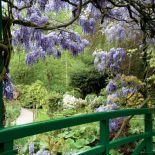 Kwitnąca wisteria tworzy nad mostem fioletowe sklepienie.