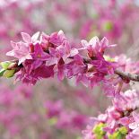 WAWRZYNEK WILCZEŁYKO (DAPHNE MEZEREUM)