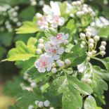 GŁÓG JEDNOSZYJKOWY (CRATAEGUS MONOGYNA)