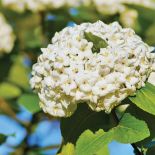 KALINA ANGIELSKA (VIBURNUM CARLCEPHALUM)