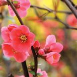 PIGWOWIEC (CHAENOMELES SPECIOSA). Kwitnące drzewa – które warto posadzić w ogrodzie?