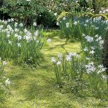 Łąka z narcyzów. Narcyzy w ogrodzie