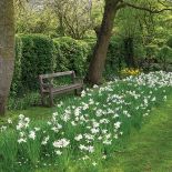 Ławeczka w ogrodzie zaprasza do odpoczynku wśród zieleni. Miło usiąść i popatrzeć na narcyzy.