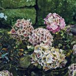 Lekko oszronione kwiaty hortensji. Ogród w zimowej szacie