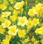 Len do ogródka. Kwiaty, rośliny, len, siemię lniane, len właściwości, len uprawa, len w ogródku