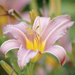 Liliowiec – piękność dnia