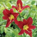 Liliowiec – piękność dnia