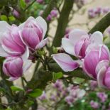 krzewy kwitnące magnolia