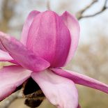 Magnoliami wiosna się zaczyna. Magnoliami wiosna się zaczyna