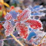 Mahonia, mahonia pospolita, mahonia roślina, mahonia, mahonia jak uprawiać, jak wygląda mahonia