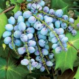 Mahonia, mahonia pospolita, mahonia roślina, mahonia, mahonia jak uprawiać, jak wygląda mahonia