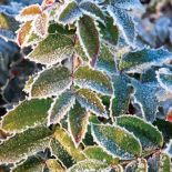 Mahonia, mahonia pospolita, mahonia roślina, mahonia, mahonia jak uprawiać, jak wygląda mahonia