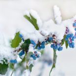 Mahonia, mahonia pospolita, mahonia roślina, mahonia, mahonia jak uprawiać, jak wygląda mahonia