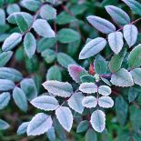 Mahonia, mahonia pospolita, mahonia roślina, mahonia, mahonia jak uprawiać, jak wygląda mahonia