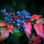 Mahonia, mahonia pospolita, mahonia roślina, mahonia, mahonia jak uprawiać, jak wygląda mahonia