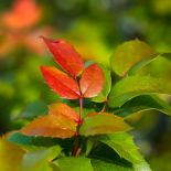 Mahonia, mahonia pospolita, mahonia roślina, mahonia, mahonia jak uprawiać, jak wygląda mahonia