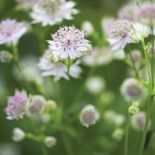 ogród przydomowy jakie kwiaty