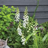 ogród przydomowy jakie rośliny