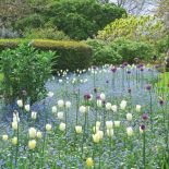 Między niezapominajkami wyrastają tulipany.