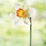 Milion i jeden narcyzów. Milion i jeden narcyzów