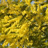 Mimoza jak ją uprawiać