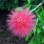 Mimoza jest wrażliwa. Jak ją uprawiać, jak pielęgnować