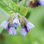 Miodunka wąskolistna. Miodunka