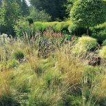 Miskanty, czyli ozdobne trawy, zajmują na razie niewielkie poletko. Ale arboretum się rozrasta i cała