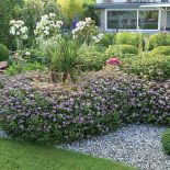 Murawa, ścieżki wysypane żwirem lub wyłożone otoczakami, przycięte w kule bukszpany, barwne kępy ostróżek.