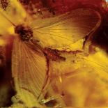 Muzeum Ziemi PAN. Bursztyn