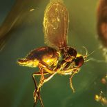 Muzeum Ziemi PAN. Bursztyn