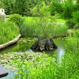 Na skarpie rośnie wierzba babilońska. Zieleń, kamień i woda