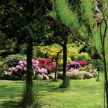 Na okolonym polnymi kamieniami klombie kwitną azalie i różaneczniki.