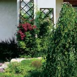 Na podporach przy ścianie kwitnie kolorowy powojnik.