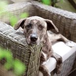 Na tarasie Hanny Samson. Na tarasie Hanny Samson