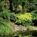 Na wodzie oczy cieszą okazałe lilie wodne.