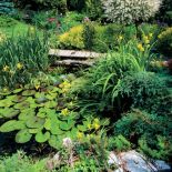 Na wodzie unoszą się grzybienie popularnie nazywane lilią wodną.