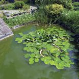 Nad oczkiem wodnym dobrze czją się krzew Mojżesza, irysy i pałki wodne.