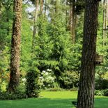 Nad ogrodem górują ogromne sosny. Ogród z leśną ziemianką