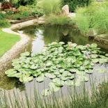 Nad wodą rosną kępy traw miskanta, ozdobne także zimą.