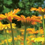 Nagietek. Domowe kosmetyki, kwiaty w ogrodzie, nagietek, rośliny jednoroczne, sałatka z nagietkiem