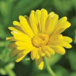 Nagietek. Domowe kosmetyki, kwiaty w ogrodzie, nagietek, rośliny jednoroczne, sałatka z nagietkiem