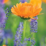 Nagietki pięknie wyglądają, zwłaszcza w większej grupie, zestawione z roślinami o niebieskich lub fioletowych kwiatach