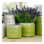 Uprawa lawendy w ogrodzie i w doniczce